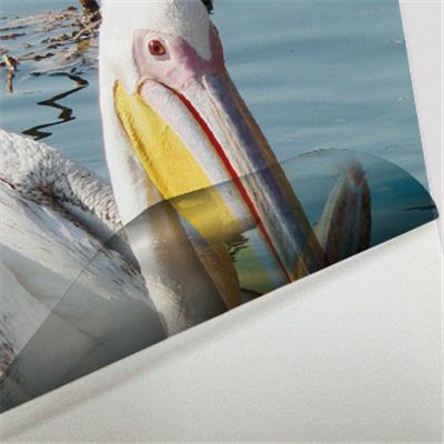 Vinyle adhésif monomère Transparent Brillant